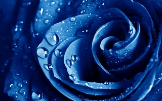 青い薔薇.jpg